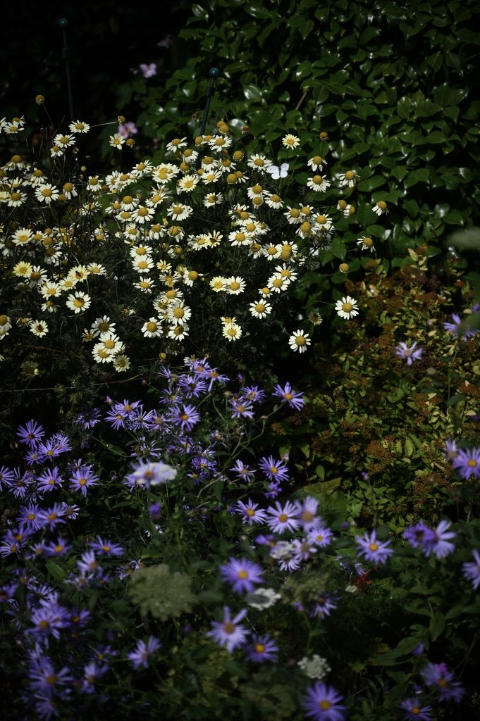 Antemis hybrida 'Wargrave'
Aster x frikartii 'Mônch'