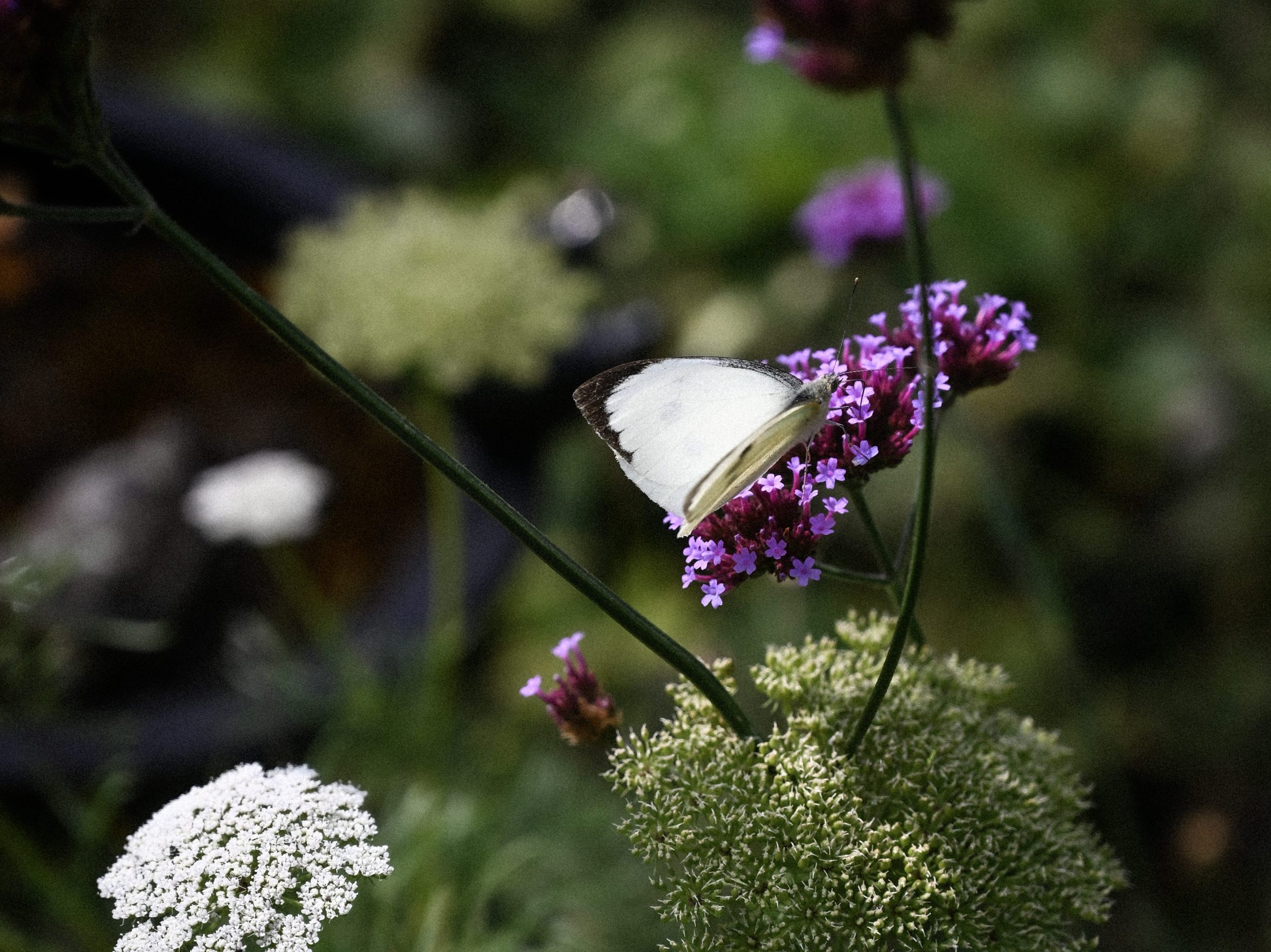 Koolwitje op Verbena bonariensis