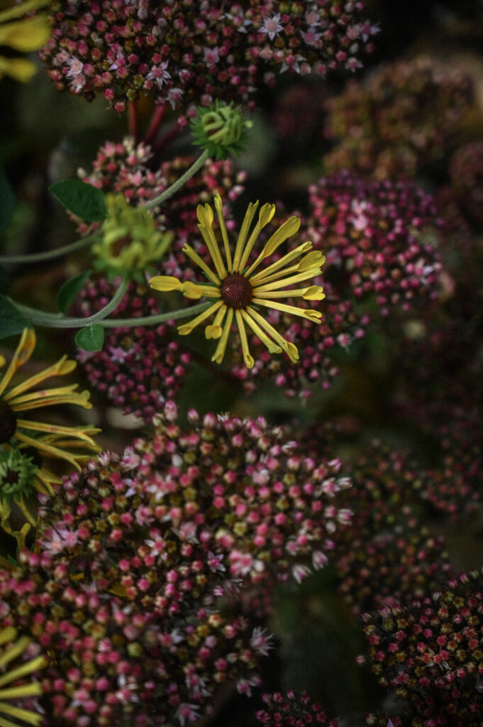 Rudbeckia subtomentosa 'Little Henry'