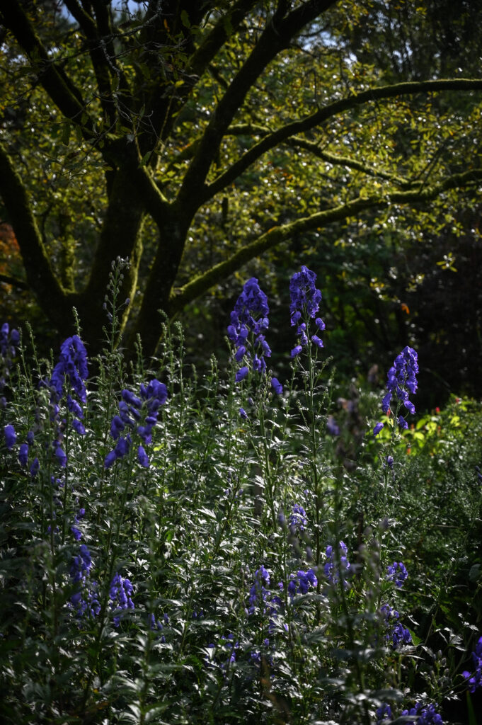 Monnikskap, Aconitum napellus