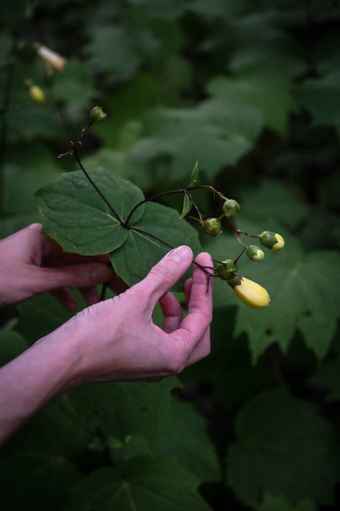 Japanse Wasbloem, Kirengeshoma palmata